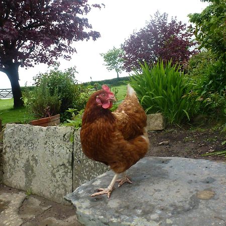 Kidwelly Farmhouse B&B Dış mekan fotoğraf