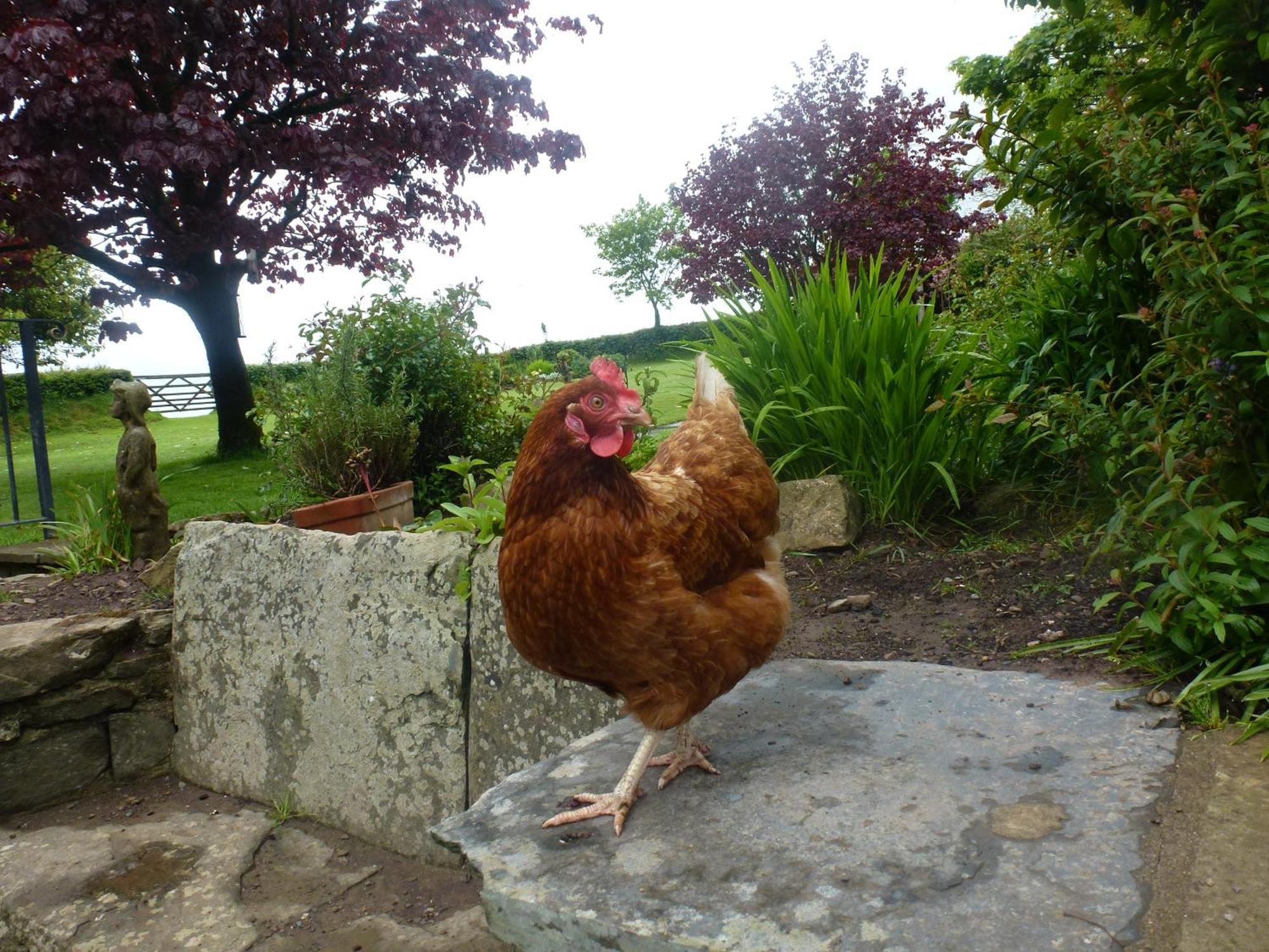 Kidwelly Farmhouse B&B Dış mekan fotoğraf